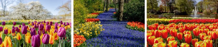 Keukenhof