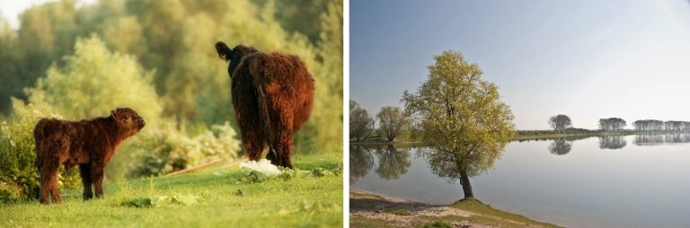 Ooijpolder