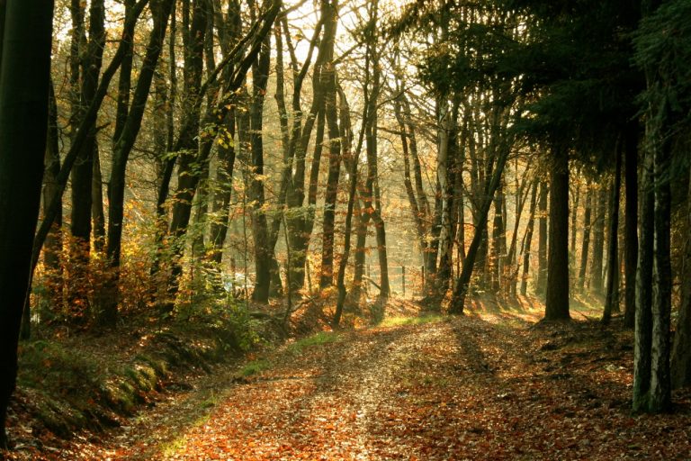 Herfsttocht Groengrijs en Leef3.nu