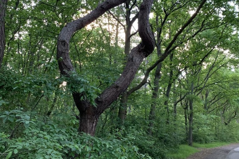 foto ineenstrengeling bomen